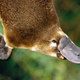 Image for article titled 12 Real Animals We Can't Believe Aren't Pokémon